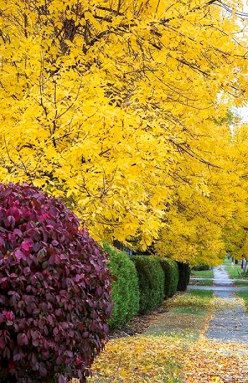 Fall-Foliage of Leaves
