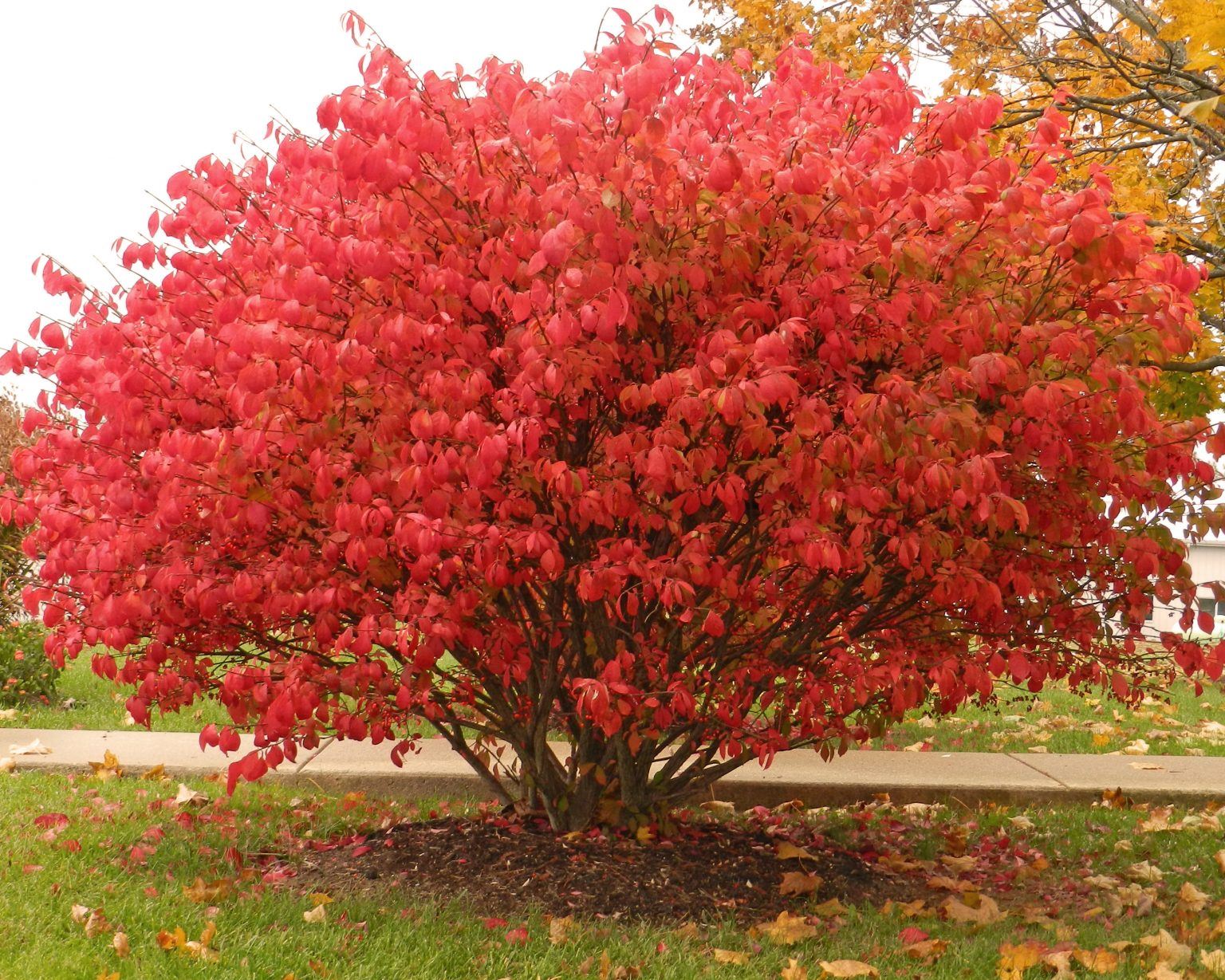 Burning bush (Euonymus alatus) shrub